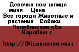 Девочка пом шпица мини  › Цена ­ 30 000 - Все города Животные и растения » Собаки   . Челябинская обл.,Карабаш г.